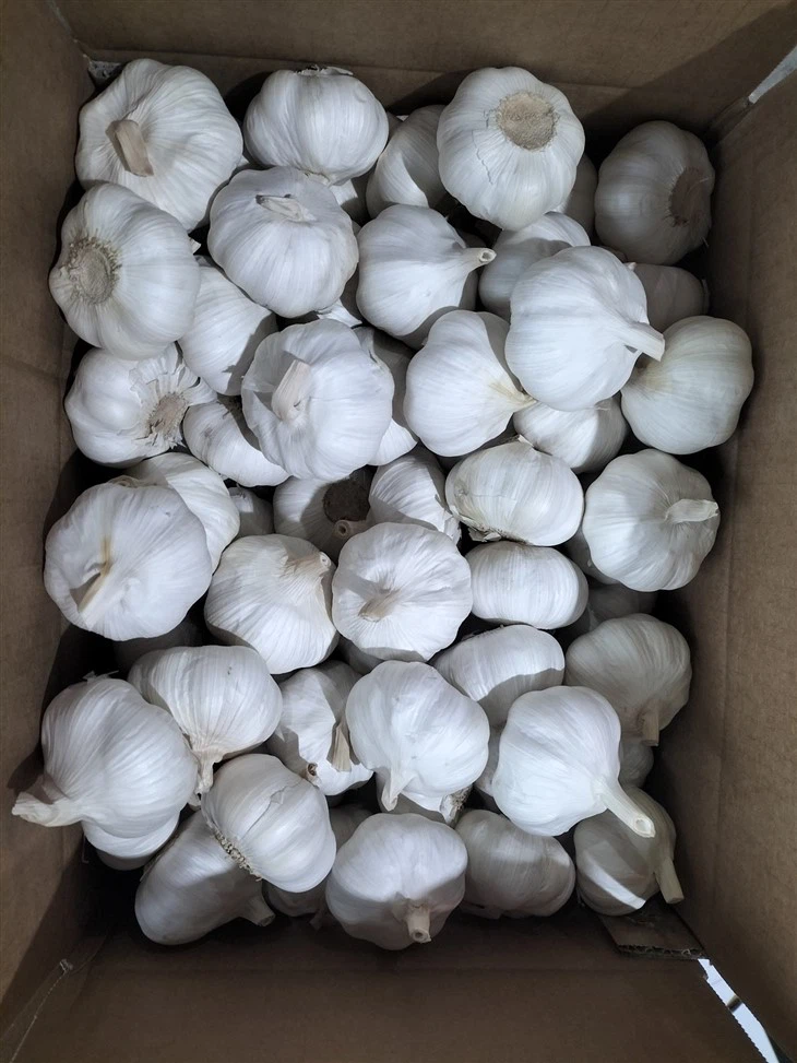 Fine Processed Garlic