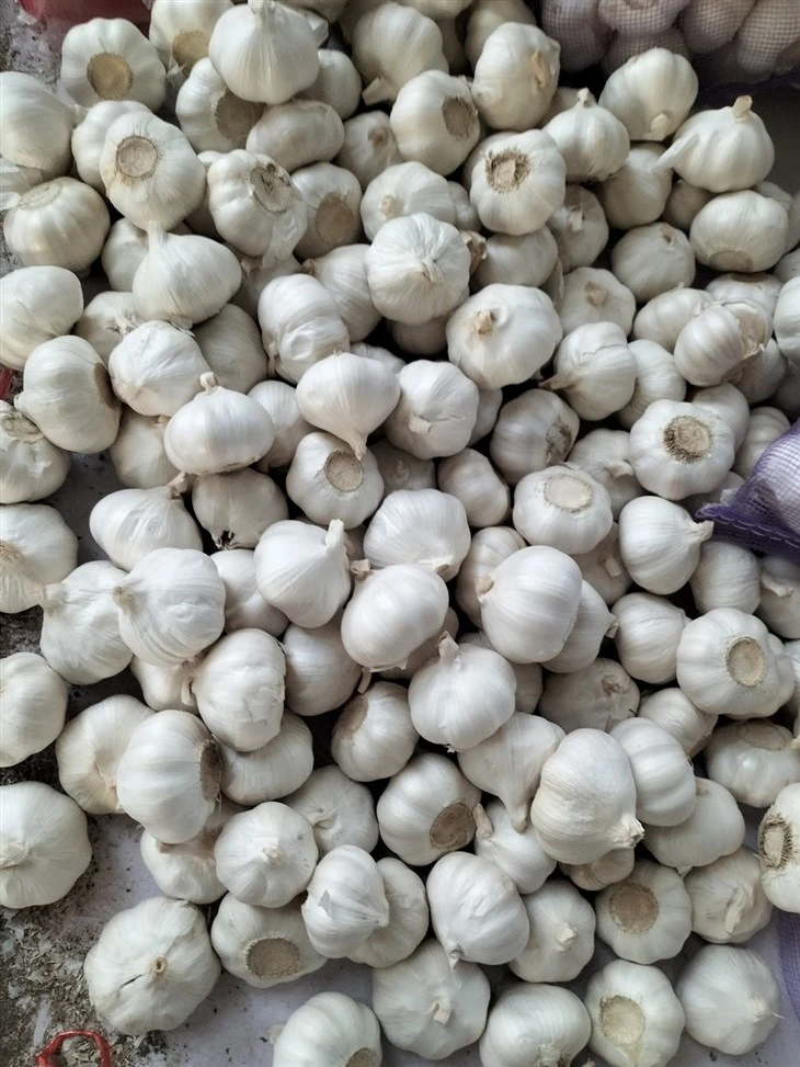 Mesh Pocket Garlic 5p