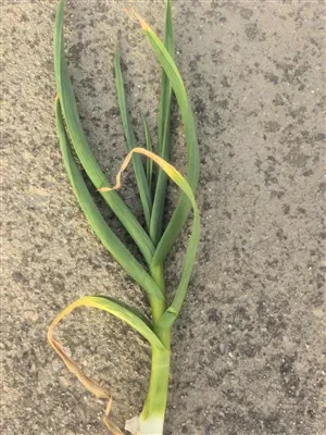 Nowy czosnek z 2025 r. Rośnie dobrze