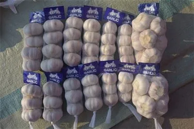 Świeżo zebrany czosnek