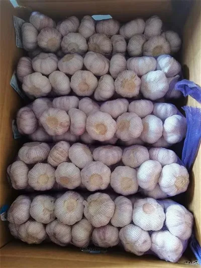 Czosnek o fioletowej skórce